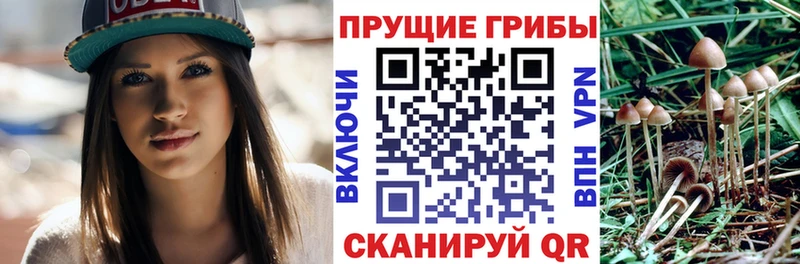 Галлюциногенные грибы Psilocybine cubensis  Кириллов 